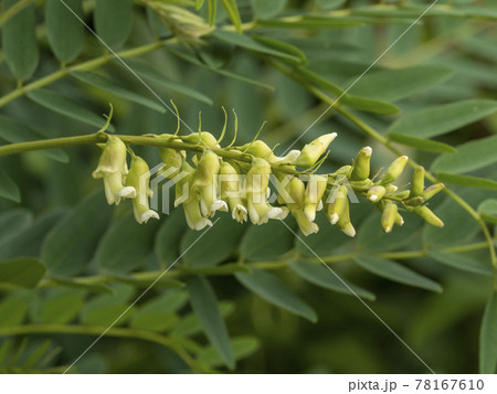 クララの花の写真素材
