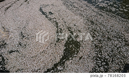 龍岡城五稜郭お堀の花筏 龍岡城五稜郭お堀の花筏 78168203