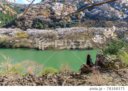 あわじの諭鶴羽ダムの桜 78168375
