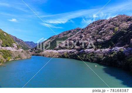 あわじの諭鶴羽ダムの桜 78168387