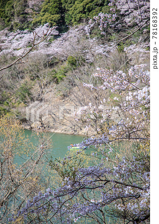 あわじの諭鶴羽ダムの桜 あわじの諭鶴羽ダムの桜 78168392
