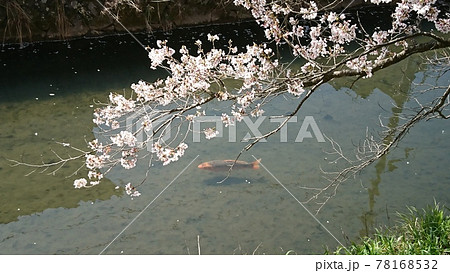 龍岡城五稜郭お堀の錦鯉と桜 龍岡城五稜郭お堀の錦鯉と桜 78168532