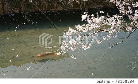 龍岡城五稜郭お堀の錦鯉と桜 龍岡城五稜郭お堀の錦鯉と桜 78168534