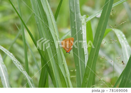 ゼフィルス 78169006