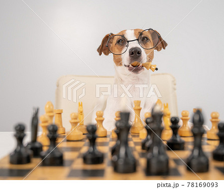 Smart dog jack russell terrier in glasses plays chess and holds a queen in his mouth on a white background. 78169093