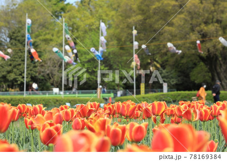 根がらみ前水田　羽村チューリップ公園 78169384