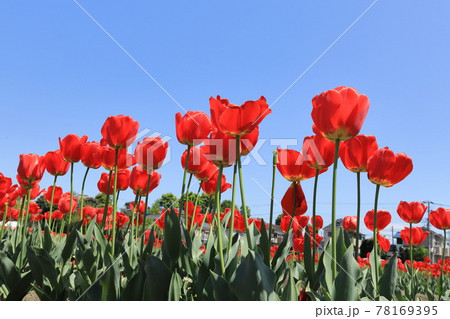 根がらみ前水田　羽村チューリップ公園 78169395