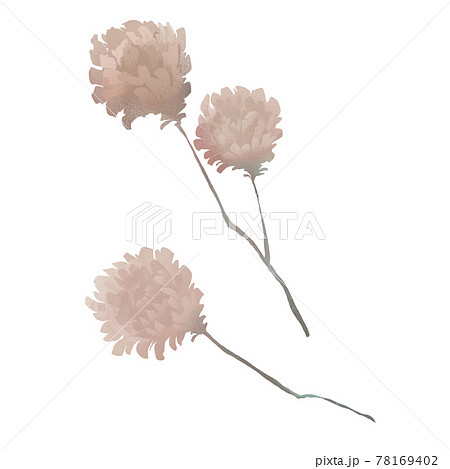 Dried Wildflowers Images – Browse 35,902 Stock Photos, Vectors, and Video