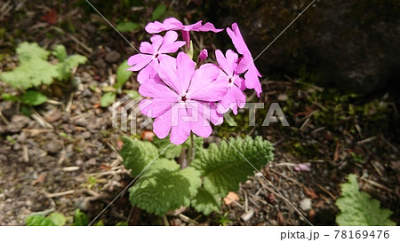 サクラソウ（桃） 78169476