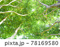 樹木の中から見上げる 78169580