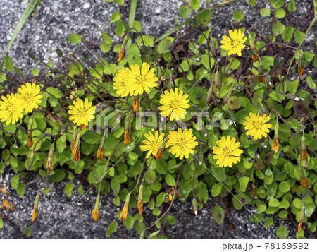 ジシバリの花 ジシバリの花 78169592