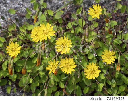 ジシバリの花 78169593