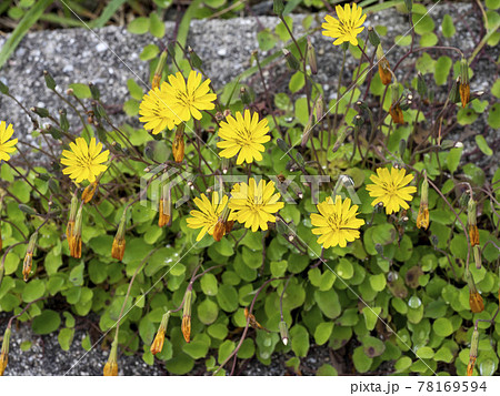 ジシバリの花 78169594