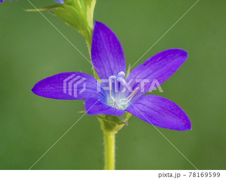 キキョウソウの花 78169599