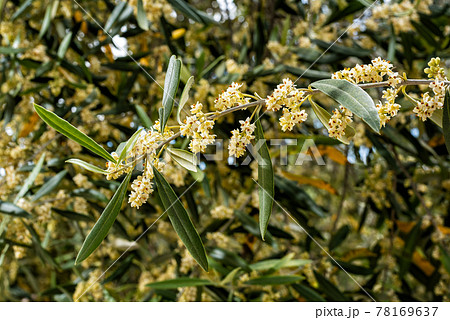 Spring, olive branch during flowering. Agriculture. 78169637