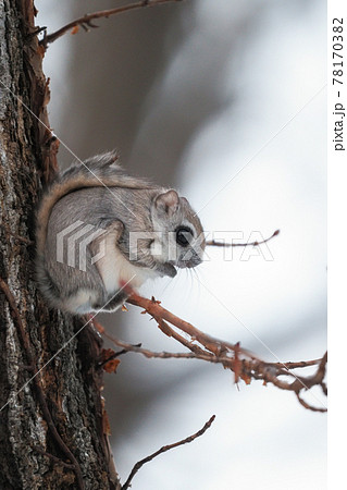 大きなお目目のエゾモモンガ 78170382