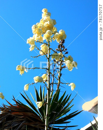眩しい日差しを浴びたユッカの花（快晴の秋空と白く光る花） 78170757
