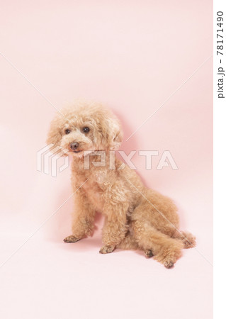 ピンクバックで微笑むトイプードル 78171490