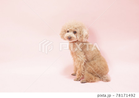 ピンクバックで微笑むトイプードル 78171492