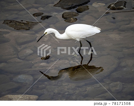 川にいるコサギ 78171508