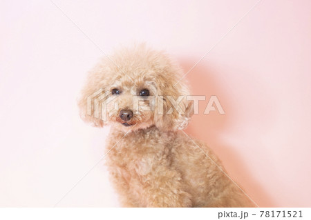 ピンクバックで微笑むトイプードル 78171521