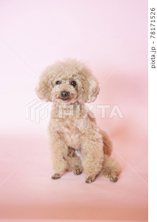 ピンクバックで微笑むトイプードル 78171526