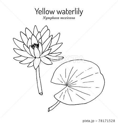 Yellow, or Mexican waterlily Nymphaea mexicana , aquatic plant Yellow, or Mexican waterlily Nymphaea mexicana , aquatic plant 78171528