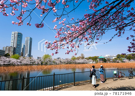 東京都台東区 桜の咲く春の上野公園、不忍池 78171946