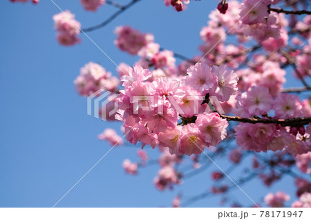 桜（ベニユタカ） 東京都台東区、上野公園 78171947