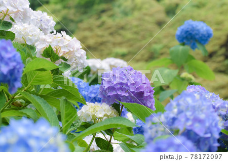 白青紫の紫陽花の花 白青紫の紫陽花の花 78172097