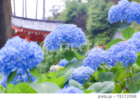 青い紫陽花の花々 青い紫陽花の花々 78172098