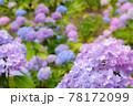薄紫色の紫陽花の花々 78172099