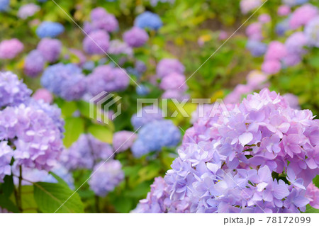 薄紫色の紫陽花の花々 78172099