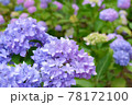 紫陽花 78172100