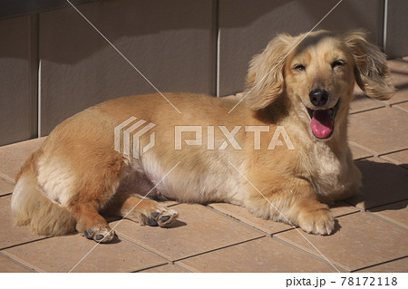 満面の笑みのミニチュアダックスフンド 78172118