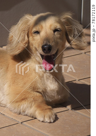 満面の笑みのミニチュアダックスフンド（拡大） 78172119