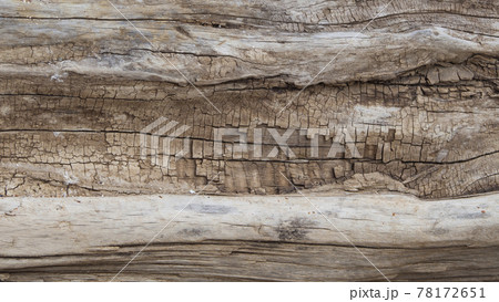 The texture of the tree trunk, the rough gray-brown surface of the wood with a natural pattern. Wood decay. Old grunge dark textured wood background. 78172651