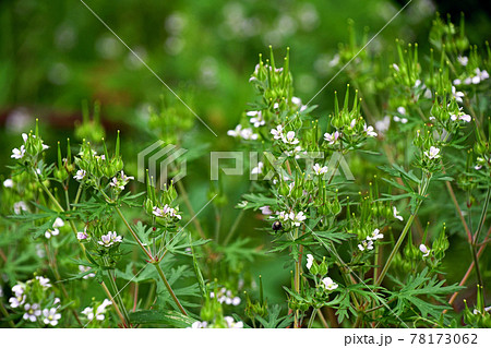 アメリカフウロの若い緑の実と花の写真素材