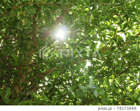 Beautiful sunny green foliage of trees with sun beams and rays sparkle through branches moving by blowing wind 78173666
