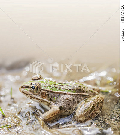 水辺のトノサマガエル　トノサマガエル　カエル　蛙　 蛙の子 78173716