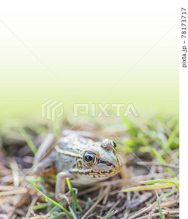 水辺のトノサマガエル　トノサマガエル　カエル　蛙　 蛙の子 78173717