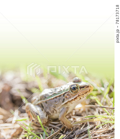 水辺のトノサマガエル トノサマガエル カエル 蛙 蛙の子 水辺のトノサマガエル トノサマガエル カエル 蛙 蛙の子 78173718