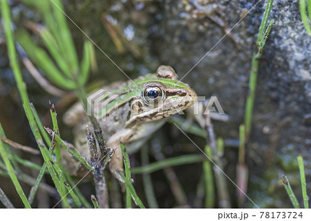 水辺のトノサマガエル　トノサマガエル　カエル　蛙　 蛙の子 78173724
