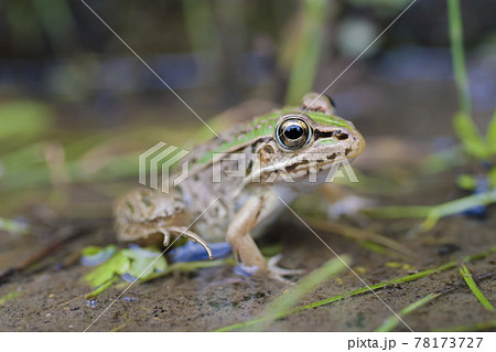 水辺のトノサマガエル トノサマガエル カエル 蛙 蛙の子 水辺のトノサマガエル トノサマガエル カエル 蛙 蛙の子 78173727