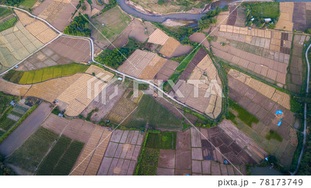 Aerial view of Paddy field after harvesting in Nan, THAILAND Aerial view of Paddy field after harvesting in Nan, THAILAND 78173749
