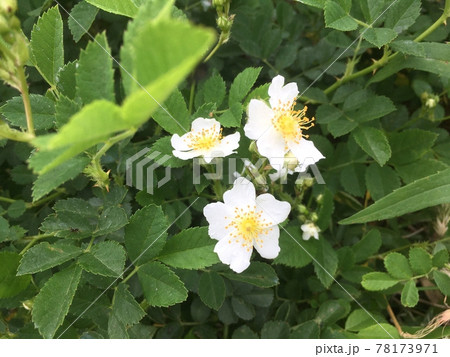 ノイバラがぎざぎざとした葉を茂らせ、白い花を咲かせている ノイバラがぎざぎざとした葉を茂らせ、白い花を咲かせている 78173971