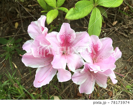 ピンク色のアザレアの花が低い位置に垂れ下がり咲いているの写真素材