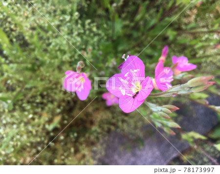 ユウゲショウの花の中に蟻が入り込んでいる ユウゲショウの花の中に蟻が入り込んでいる 78173997