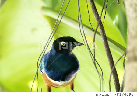 african superb starling bird 78174096
