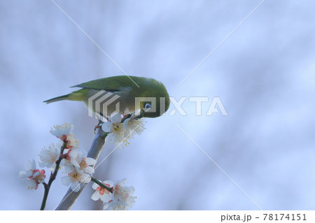 梅の花をついばむ一羽のメジロ 梅の花をついばむ一羽のメジロ 78174151